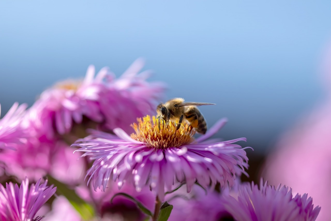 A Quoi Sert Les Moustiques Dans La Nature A quoi sert la biodiversité ? - Graines Caillard
