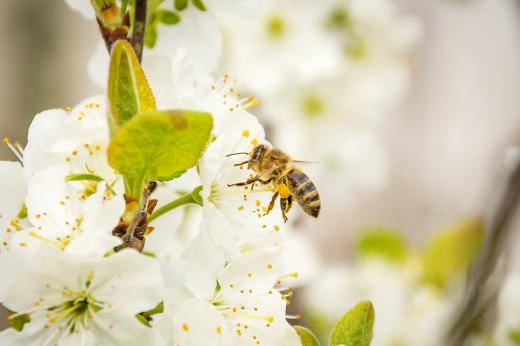 La saison des abeilles
