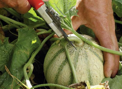 Comment pincer et tailler les variétés de melons ?