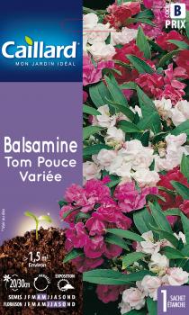 BALSAMINE TOM POUCE VARIEE
