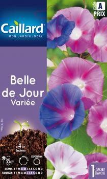 BELLE DE JOUR VARIEE