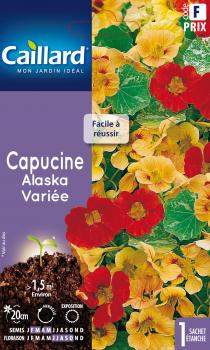 CAPUCINE ALASKA VARIEE