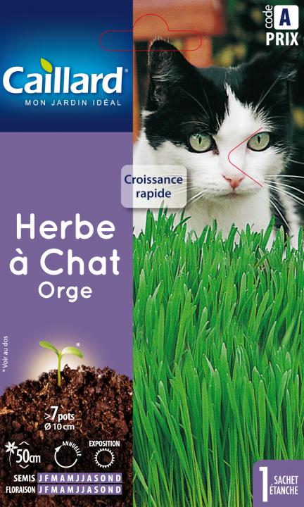 Herbe A Chat Graines Caillard