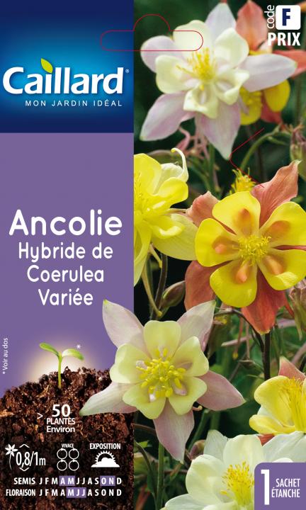 ANCOLIE HYBRIDE DE COERULEA VARIEE