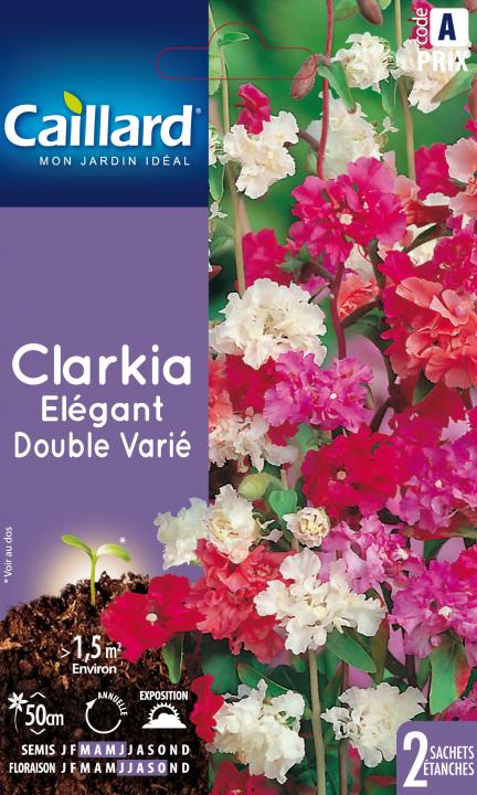 CLARKIA ELEGANT DOUBLE VARIE