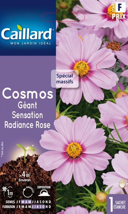 Cosmos geant sensation radiance rose - Graines Caillard