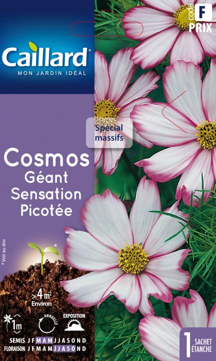 Cosmos geant sensation picotee - Graines Caillard