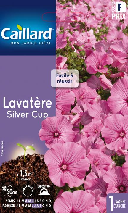 Lavatère silver cup graines 