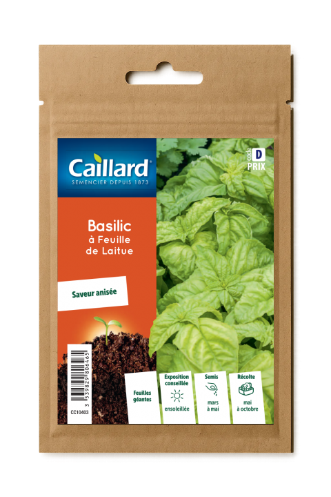 BASILIC A FEUILLE DE LAITUE