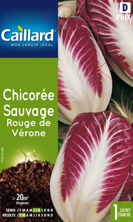 CHICOREE SAUVAGE ROUGE DE VERONE